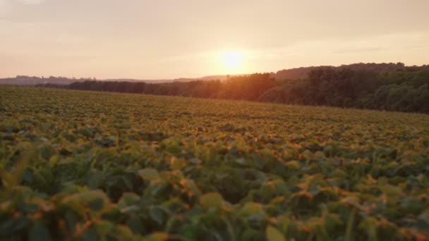 Utsikten över fridfullt grönt land vid solnedgången — Stockvideo