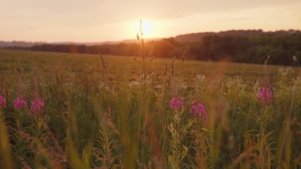 Close up portrait of purple flowers on evening sunset — ストック動画