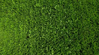 Güzel yeşil bir arazinin hava aracı görüntülerini kapatın. Hava Görünümü.