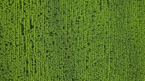 Ländliche Sommerlandschaft. Luftaufnahme eines grünen Feldes mit gelben Sonnenblumen. — Stockvideo