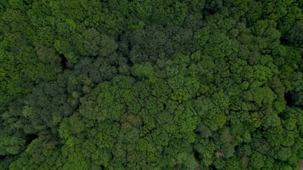 Vista dall'alto verso il basso di estate foglie foresta, caduta boschivo tiro aereo. Il drone sorvola le cime degli alberi. Texture colorata in natura. — Video Stock