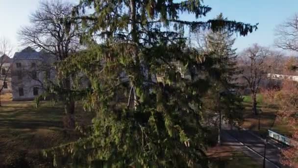 Aerial view. Moving up near a pine tree of the Vyshnivets Palace, Ukraine, in autumn. Picturesquere therritory. — Stock Video
