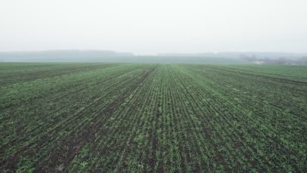 Movimiento rápido a lo largo de largas filas paralelas de pequeñas plántulas verdes plantadas en suelo fertilizado en el campo agrícola en primavera. Antena — Vídeos de Stock