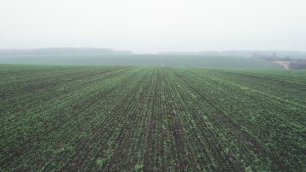 Snelle beweging langs lange parallelle rijen van kleine groene zaailingen geplant in bevruchte grond op boerderij veld in het voorjaar. Luchtfoto — Stockvideo