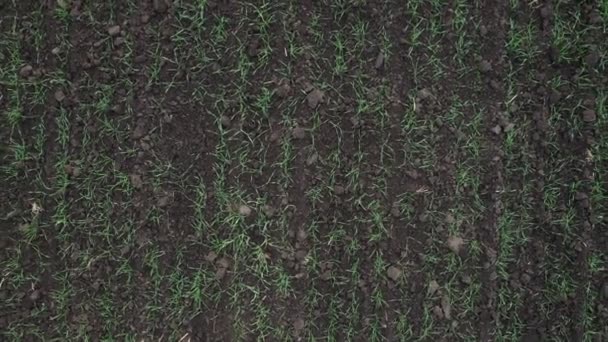 Вид с воздуха, перемещаясь с ярко-зеленого сельскохозяйственного поля с растущими растениями. Осень и туман — стоковое видео
