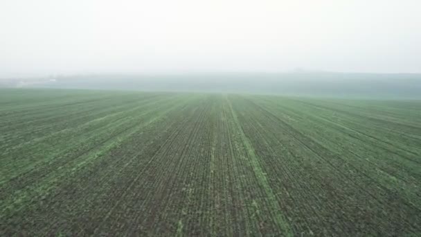 Letecký pohled na jasně zelené zemědělské pole s rostoucí řepkou. Podzim a mlha — Stock video