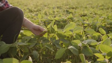 Yeşil yapraklara dokunan insanların elleri yavaş hareket eder.