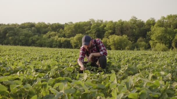 Landwirt schaut sich seine Ernte genau an — Stockvideo