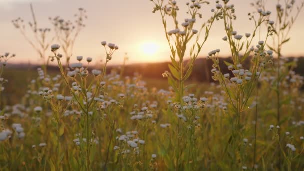 Prästkragar blommade på sommardagar — Stockvideo