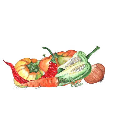 Bahçeden sebzeler, kompozisyon, suluboya çizimler. Kartpostallarda yazdırmak için beyaz arkaplandaki botanik çizimleri