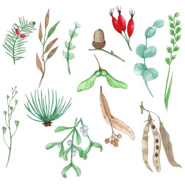 Sonbahar yaprakları ve böğürtlenler, beyaz arka planda izole edilmiş tohumlar. Sarı sonbahar bahçe yaprağı, kırmızı sonbahar yaprağı ve kurumuş yapraklar. Basit biçim,