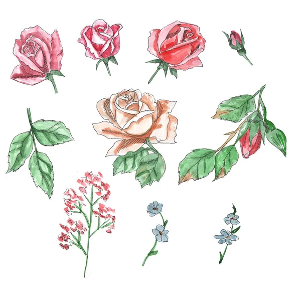 Roses Set Watercolor Illustration Delicate Pink Rose Botanical Illustration — Stock Photo, Image