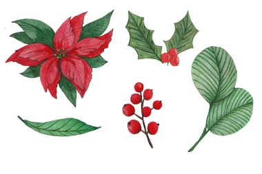 Bitkiler, Noel süsleri. Holly, Poinsettia, suluboya mini set,