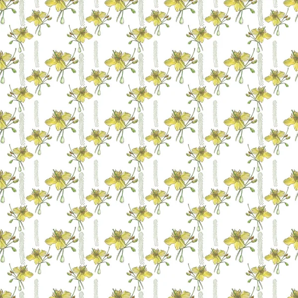 Watercolor seamless pattern with celandine flowers. White background. Hand-drawn illustrations. Great for fabric, wrapping paper, wallpaper. — 图库照片