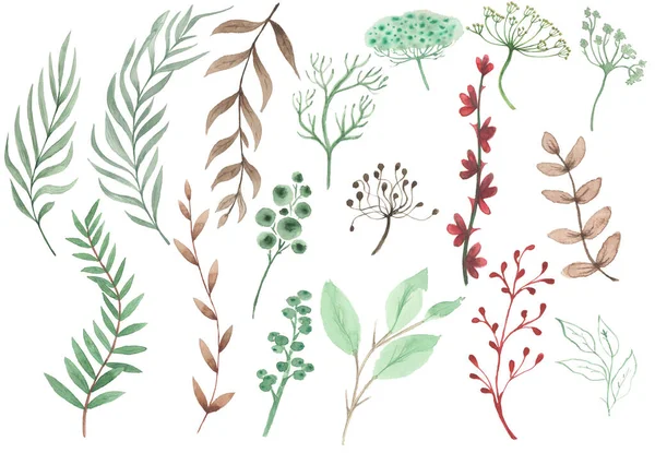 Set of watercolor elements of herbs, collection of garden yellow, burgundy twigs, leaves. Botanical eucalyptus ロイヤリティフリーのストック画像
