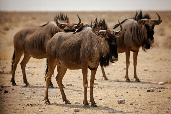 Tre Gnu Blu Nel Parco Nazionale Etosha Namibia — Foto Stock
