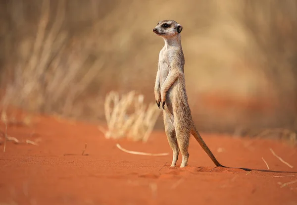 Velmi Roztomilá Meerkat Stojí Poušti Kalahari Namibii — Stock fotografie