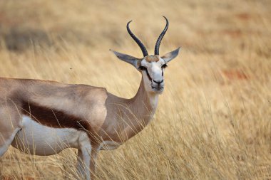 Vahşi Afrika hayvanları. Springboks (orta boy antilop) Etosha Ulusal Parkı 'nda. Namibya