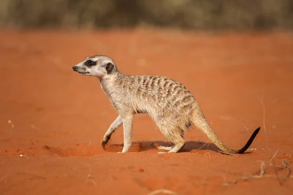 Retrato Meerkat Muito Bonito Deserto Kalahari Namíbia — Fotografia de Stock