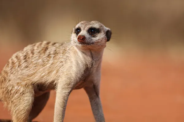 Retrato Meerkat Muito Bonito Deserto Kalahari Namíbia — Fotografia de Stock