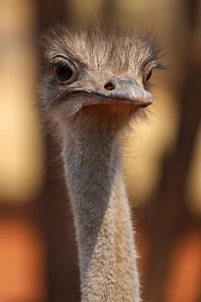 Retrato Uma Avestruz Deserto Kalahari Namíbia — Fotografia de Stock