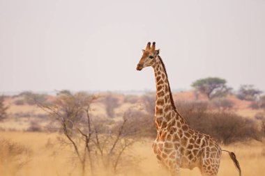 Kalahari Çölü 'nde genç bir zürafa, Namibya.