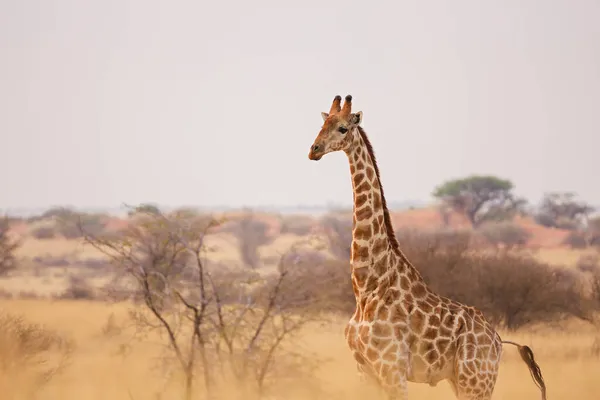 Uma Jovem Girafa Deserto Kalahari Namíbia — Fotografia de Stock