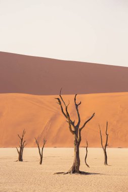 Deadvley Vadisi 'ndeki Fosilleşmiş Deve Acacias (Acacia erioloba). Namibya