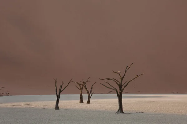 Окаменелые Верблюжьи Акации Acacia Erioloba Долине Дедвли Намибия — стоковое фото