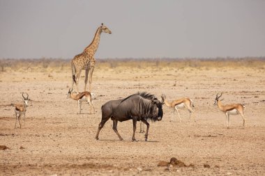 Namibya 'daki Etosha Ulusal Parkı' nda mavi antilop. Arka planda bahar kutuları ve zürafa