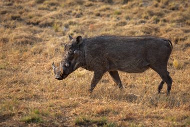 Etosha Ulusal Parkı 'ndaki Afrika yaban domuzu. Namibya