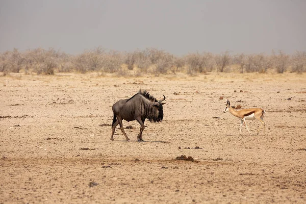 Wildebeest Blu Trampolino Lancio Nel Parco Nazionale Etosha Namibia — Foto Stock