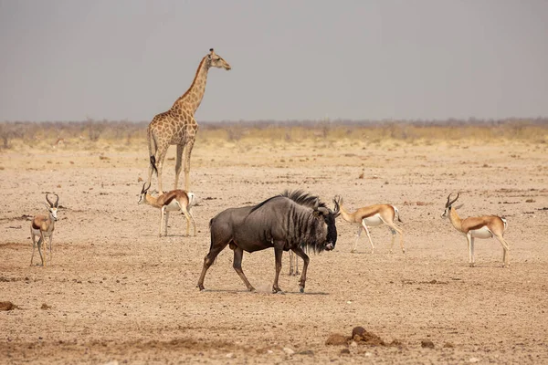 Gnus Azuis Parque Nacional Etosha Namíbia Springboxes Girafa Segundo Plano — Fotografia de Stock