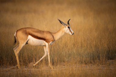 Vahşi Afrika hayvanları. Springboks (orta boy antilop) Etosha Ulusal Parkı 'nda. Namibya