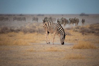 Bir zebra sürüsü Etosha Ulusal Parkı 'nda otluyor. Namibya