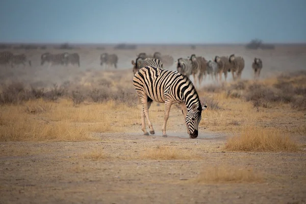 Uma Manada Zebras Pastoreia Parque Nacional Etosha Namíbia — Fotografia de Stock