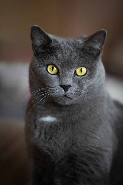 Retrato Grande Gato Britânico Cinza Com Olhos Amarelos — Fotografia de Stock