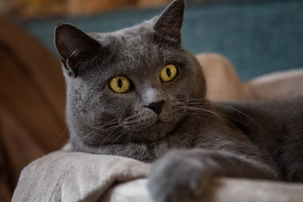 Retrato Grande Gato Britânico Cinza Com Olhos Amarelos Que Encontra — Fotografia de Stock