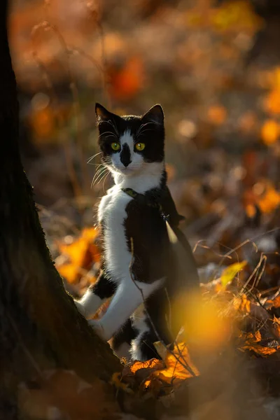 Belo Gato Preto Branco Fica Perto Uma Árvore Olha Diretamente — Fotografia de Stock