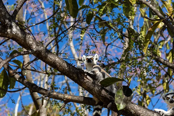 Lemuri Forma Anello Lemuri Catta Siedono Ramo Albero Nella Riserva — Foto Stock