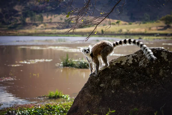 Lémurien Queue Cerclée Lémurien Catta Dresse Sur Une Petite Colline — Photo