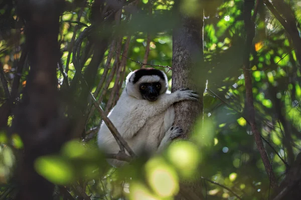 Sifaka Verro Eller Crested Sifaka Eller Crested Indri Propithecus Verreauxi — Stockfoto