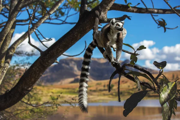 Ringformade Lemur Eller Katta Sin Naturliga Miljö Madagaskar — Stockfoto