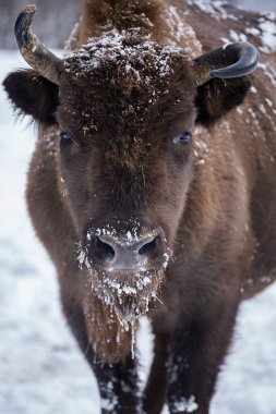 Avrupa bizonu (Bison bonasus) kışın Skole Beskydy Ulusal Parkı 'nda, Karpatlar, Ukrayna
