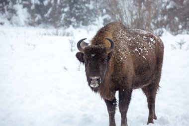 Avrupa bizonu (Bison bonasus) kışın Skole Beskydy Ulusal Parkı 'nda, Karpatlar, Ukrayna