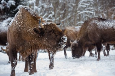 Avrupa bizonu (Bison bonasus) kışın Skole Beskydy Ulusal Parkı 'nda, Karpatlar, Ukrayna