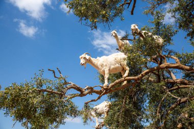 Fas, Afrika 'da bir Argan Ağacında Keçiler