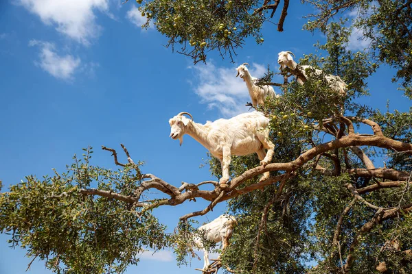 Fas, Afrika 'da bir Argan Ağacında Keçiler
