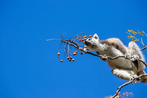 Ringformad Lemur Lemur Catta Sitter Ett Träd Blå Bakgrund Madagaskar — Stockfoto