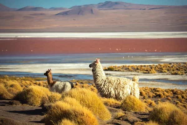 Дві Альпаки Розташовані Біля Рожевої Лагуни Болівії — стокове фото